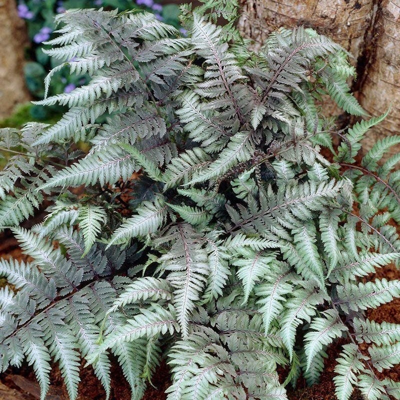 Red Beauty Japanese Painted Fern