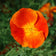 Red Chief California Poppy Seeds|Red California Poppy Wildflower Seeds Red Chief, Eschscholzia californica