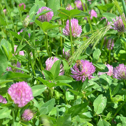 Medium Red Clover Seeds