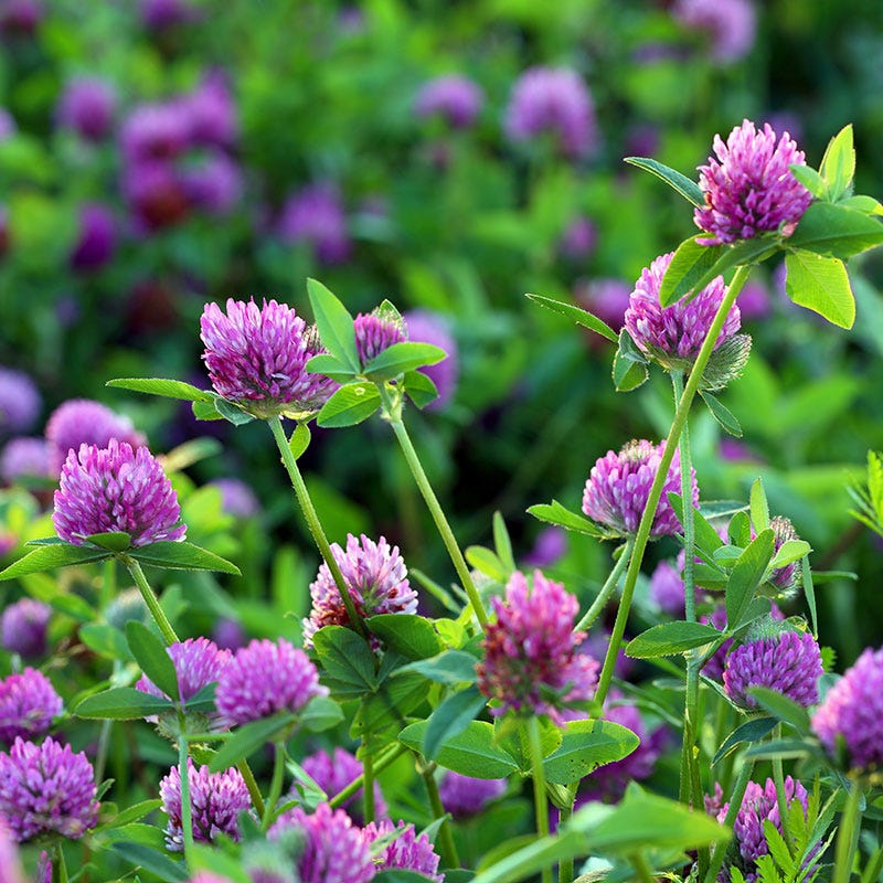 Medium Red Clover Seeds