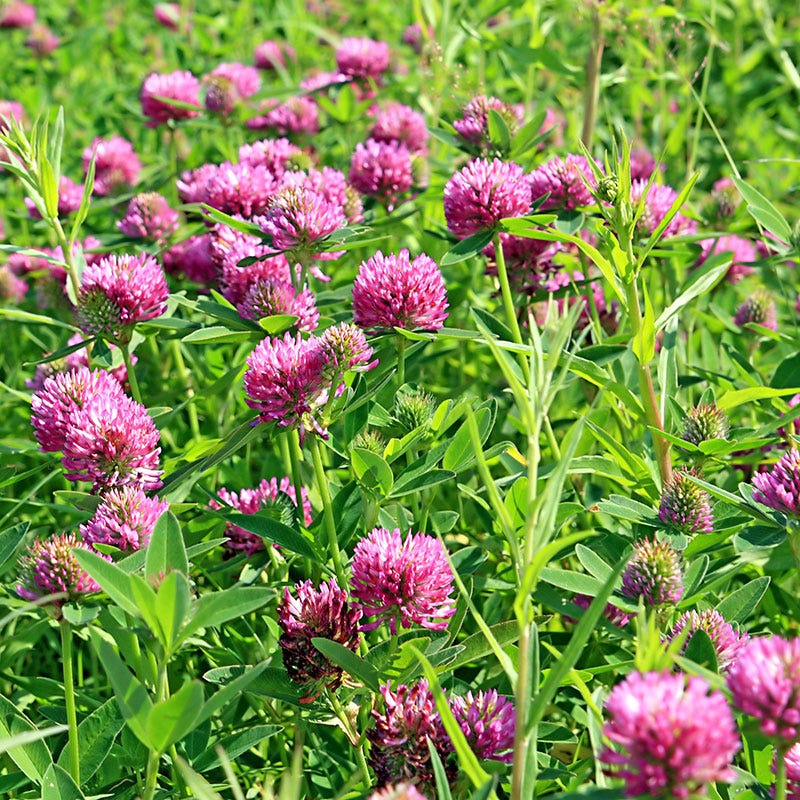 clover seed planting 5 lb Medium Red Clover Seeds