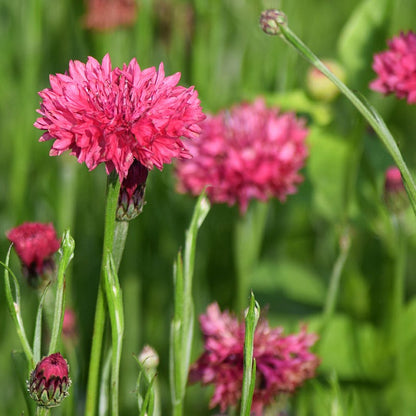 Cornflower or Bachelor Button Seeds Patriot Mix