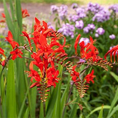 Crocosmia Flower Bulbs