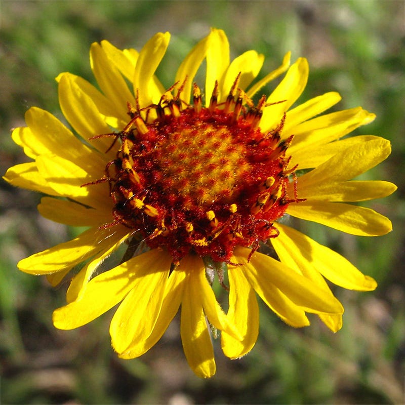 Red Dome Blanketflower Seeds