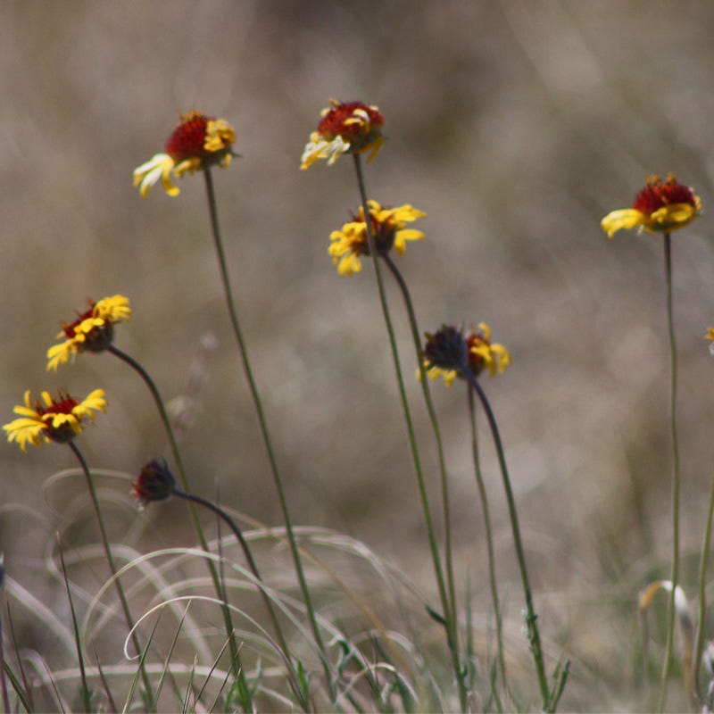 Red Dome Blanketflower Seeds