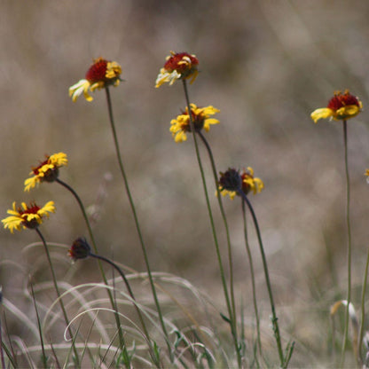 Red Dome Blanketflower Seeds