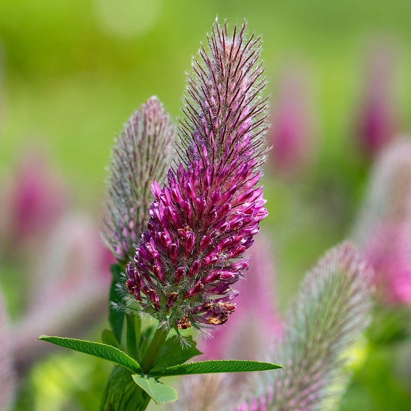 Red Feather Clover