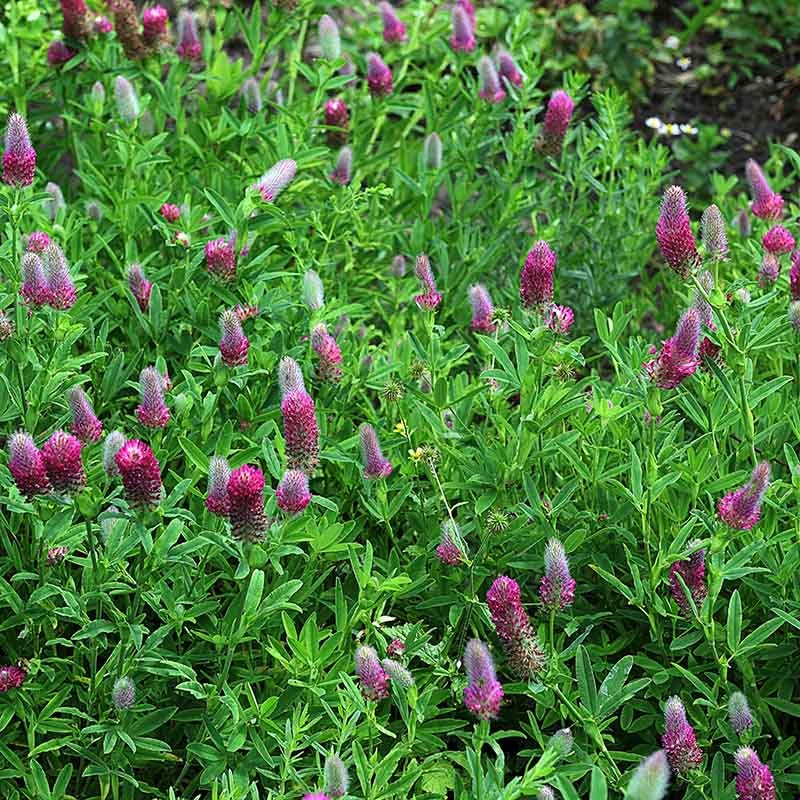 Red Feather Clover