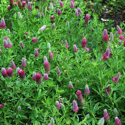 Red Feather Clover