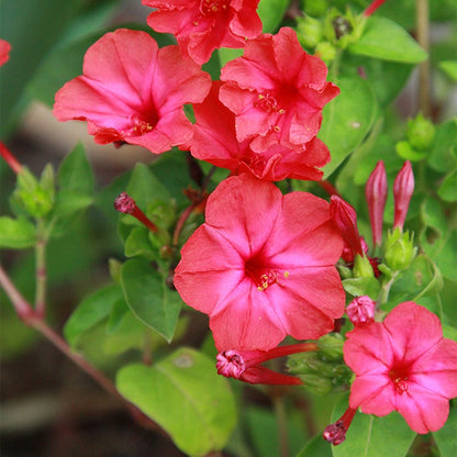 Red Four O'Clock Seeds