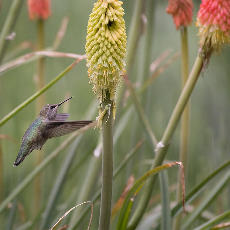Red Hot Poker Alcazar