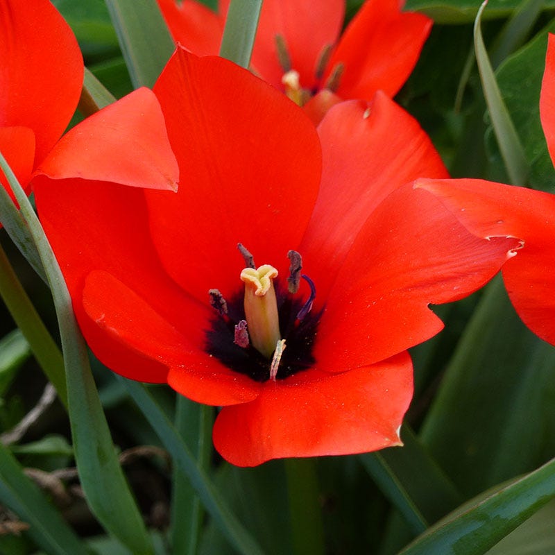 Red Hunter Tulip