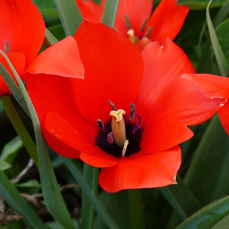 Little Gems Naturalizing Wild Tulip Collection