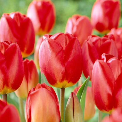 Red Oxford Darwin Tulip