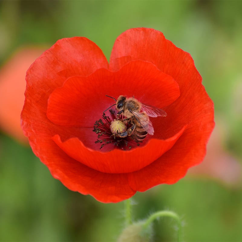 poppy flower seeds near me Poppy Seeds | Red