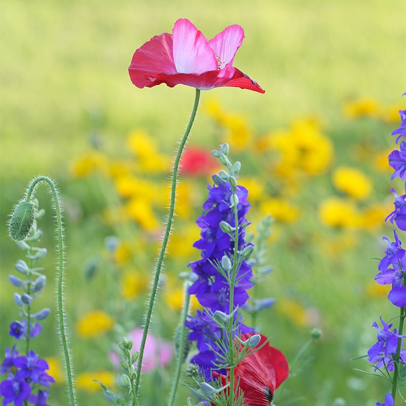 flower seeds pacific northwest Pacific Northwest Wildflower Seed Mix