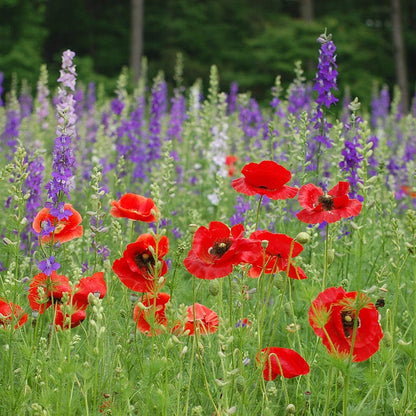 Red Poppy & Rocket Larkspur Seed Combo