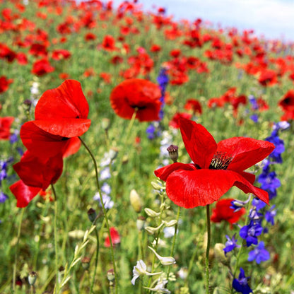 Red Poppy & Rocket Larkspur Seed Combo