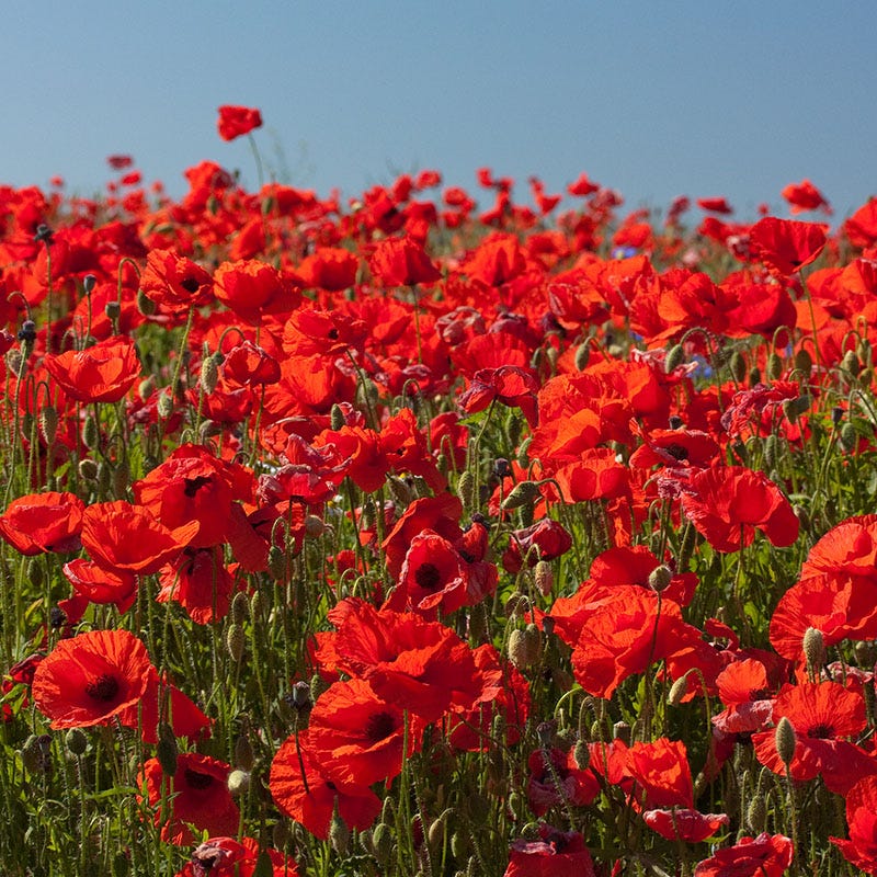 red wildflower seeds Red Wildflower Seed Mix