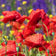 Red Poppy Seeds|Red Poppy, Papaver rhoeas