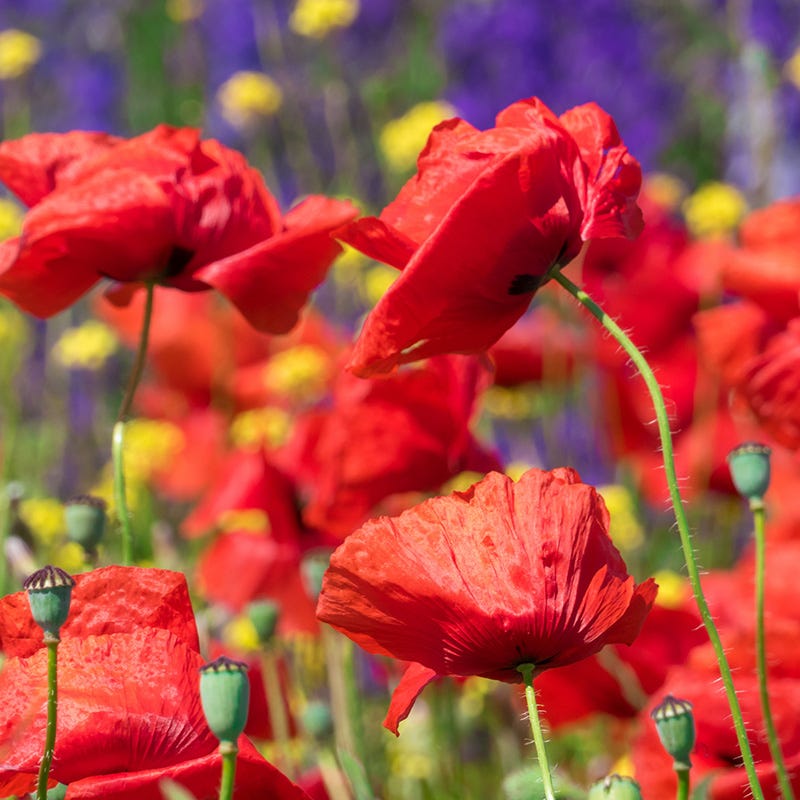 Red Poppy & Rocket Larkspur Seed Combo