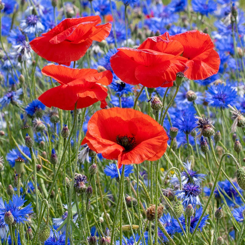 red poppy flower seeds Poppy Seeds | Red
