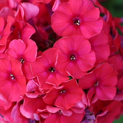 Red Riding Hood Phlox