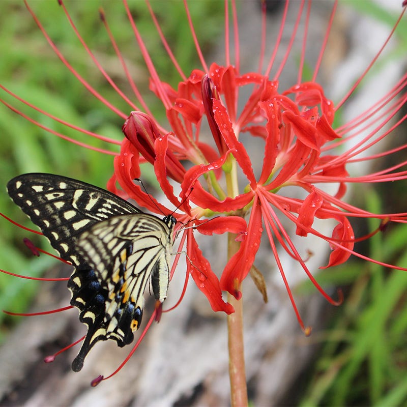 spider lily butterfly Magic Spider Lily Bulb Collection