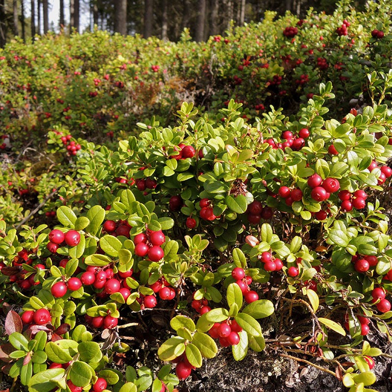 Red Sunset Lingonberry