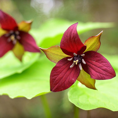 Treasured Trillium Collection