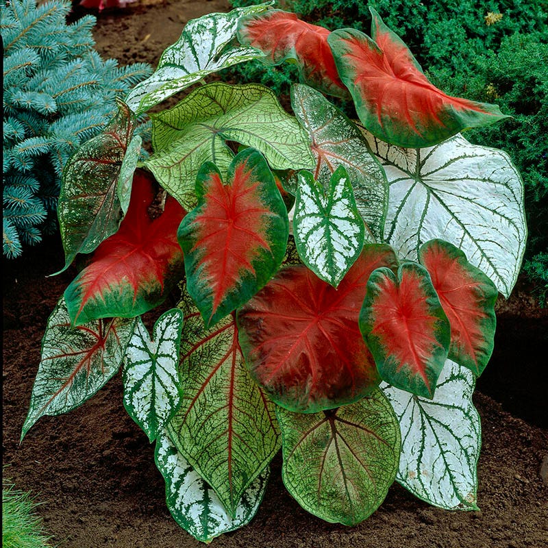 Caladium Mix