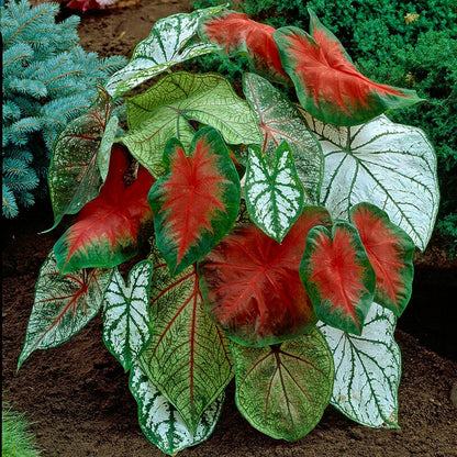 Shade Porch Red Bulb Collection
