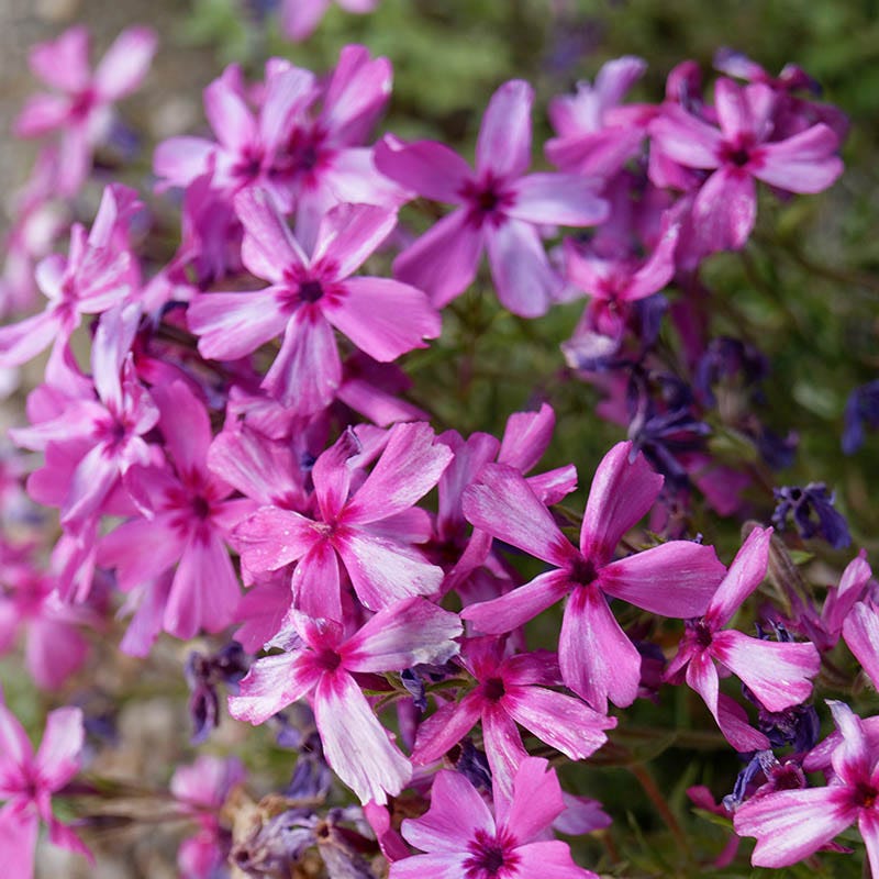 Bright Creeping Phlox Collection
