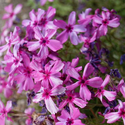 Bright Creeping Phlox Collection