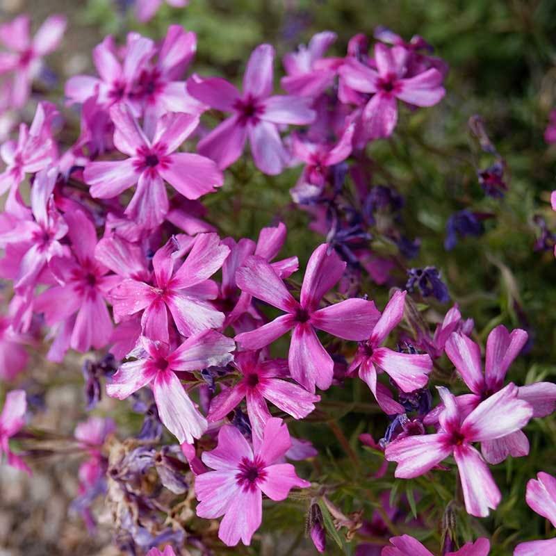 Sun Loving Tapestry Lawn Plant Collection