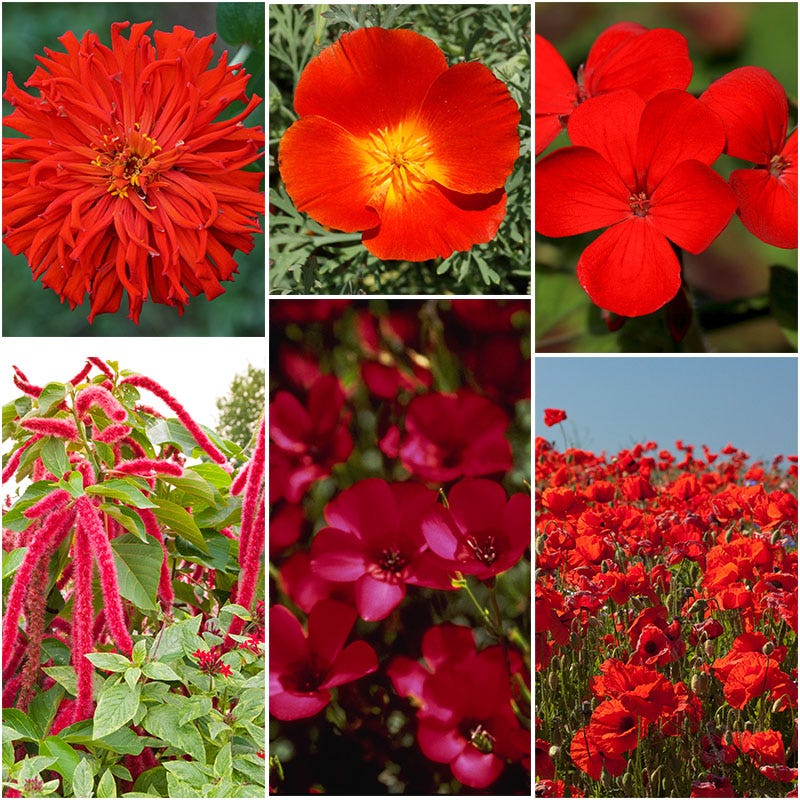 rainbow wildflower seeds Radiant Rainbow Wildflower Seed Patchwork