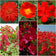 Red Wildflower Seed Mix|Red Wildflower Seed Mix
