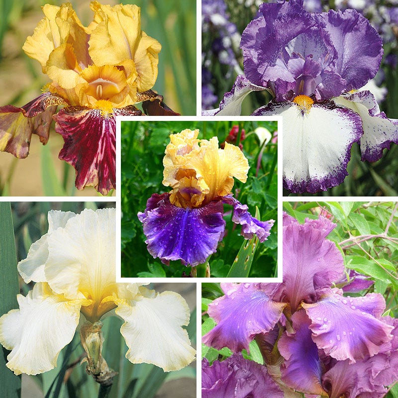 Repeat Performance Bearded Iris Collection