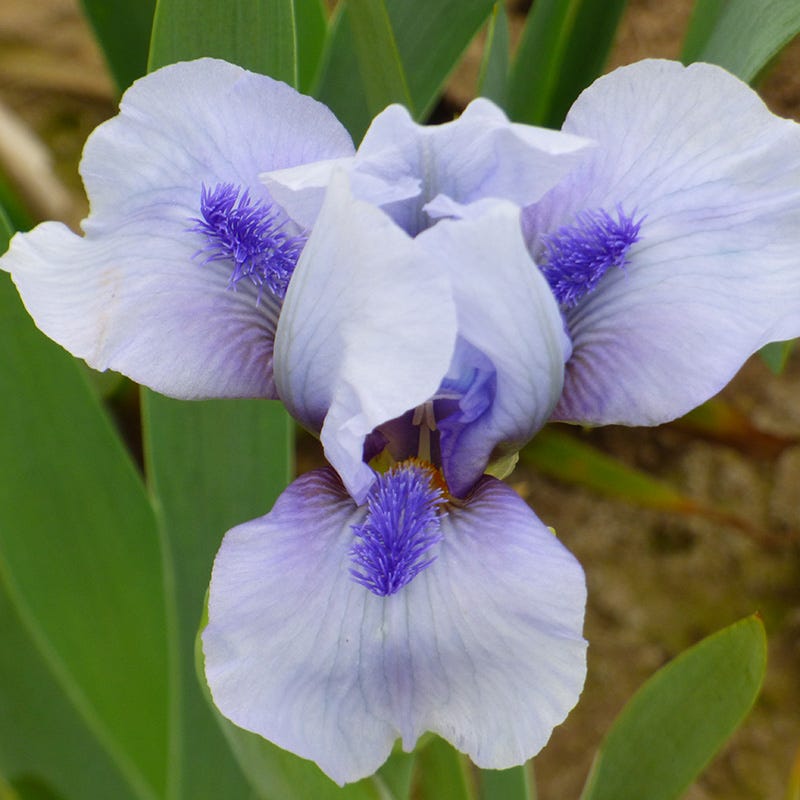 Repeat the Blues Reblooming Dwarf Bearded Iris
