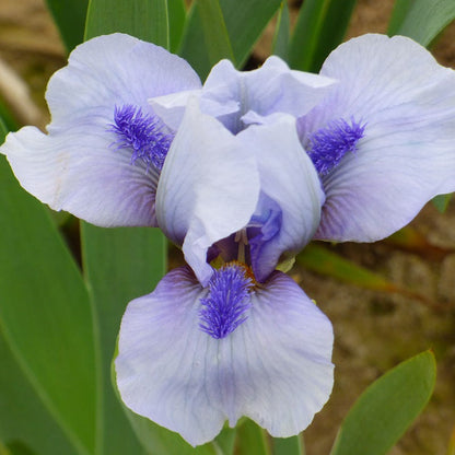 Repeat the Blues Reblooming Dwarf Bearded Iris