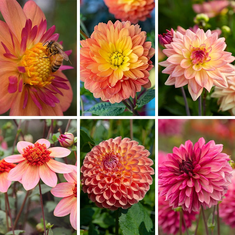 Resonant Dahlia Collection