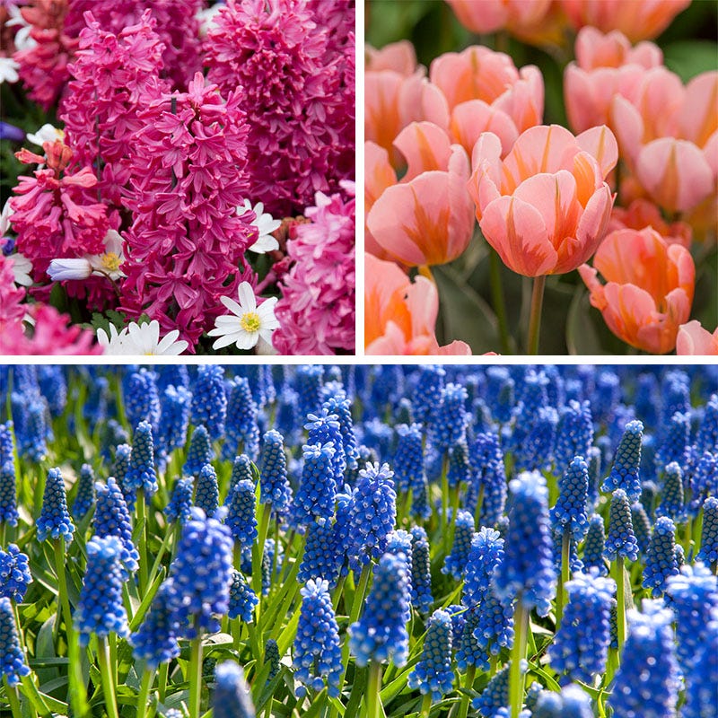 Rhapsody Bulb Collection