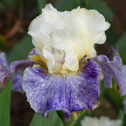 Rhizome Cowboy Reblooming Bearded Iris