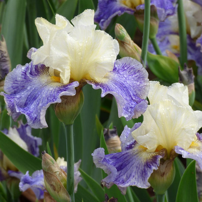Rhizome Cowboy Reblooming Bearded Iris