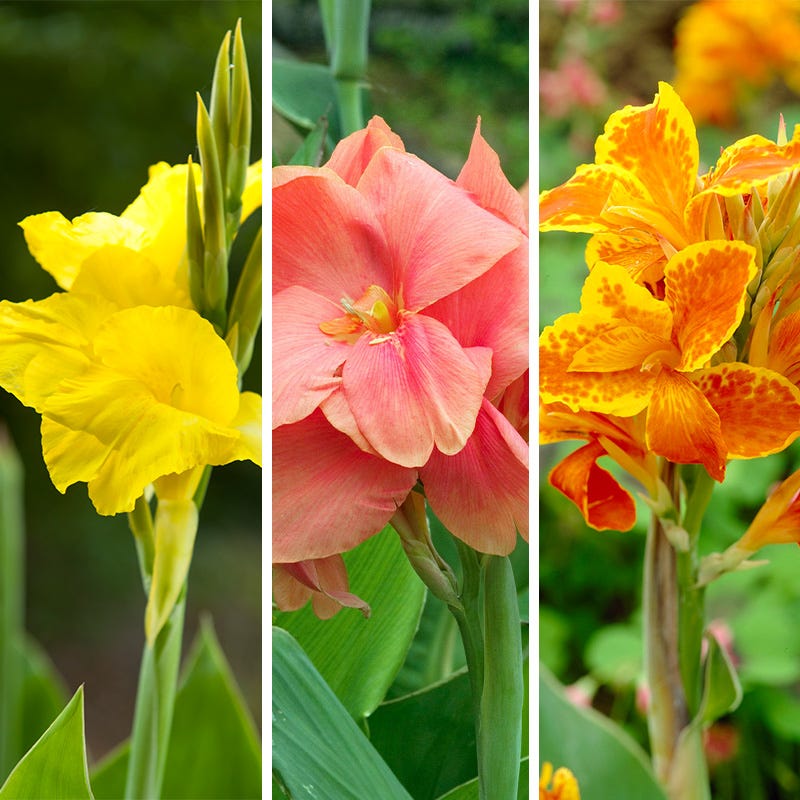 Rio Tall Canna Collection