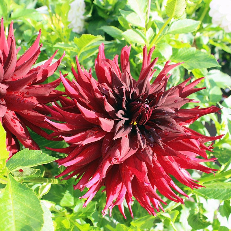 Rip City Decorative Dahlia