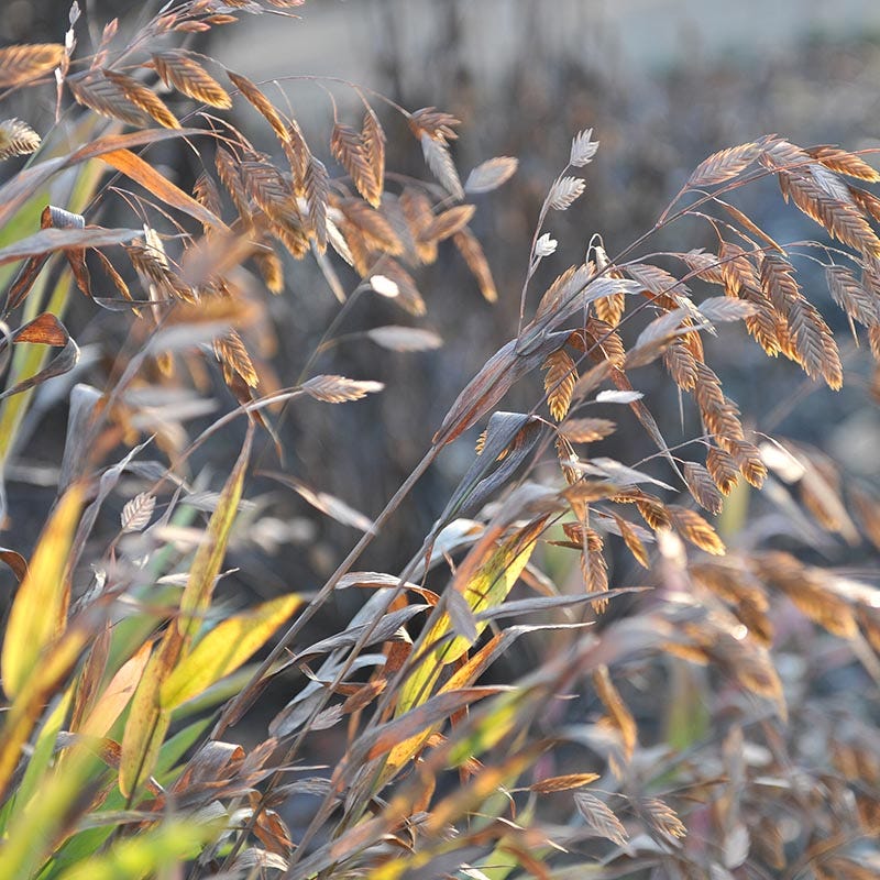 Autumnal Cottage Garden Plant Collection