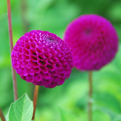 Rocco Ball Dahlia
