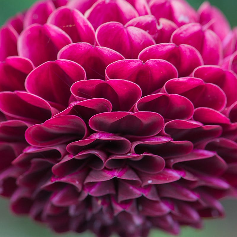 Rocco Ball Dahlia - Thumbnail 2