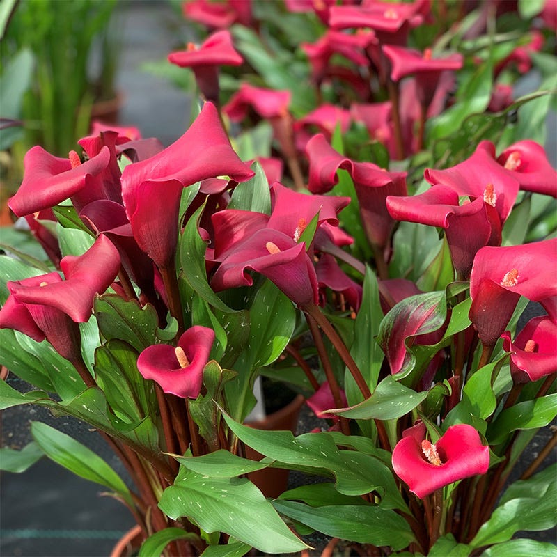 Jewelbox Calla Collection